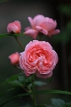 Rosa - Kölner Flora 2_2